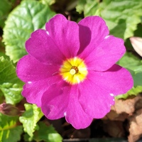 Primula  'Wanda'